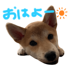 柴犬レオンくん"2"