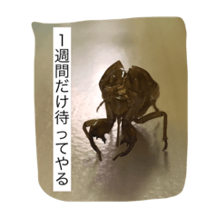 蝉の抜け殻の日常