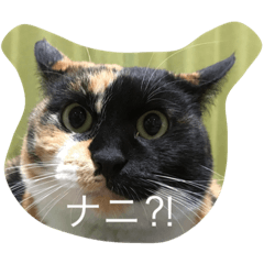 ニャンこスタンプ