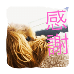 ペット&#39;Olina&#39;マルプ-の生活