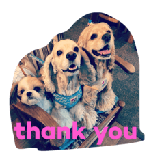 mimosaさんちの三ワンズ③