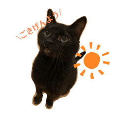 くろねこやまと