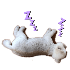 プードル　大好き！ケン&メリー