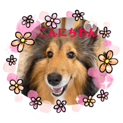 シェルティな花梨さん