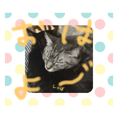 かわいい猫と日常