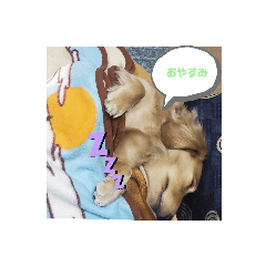 ミニチュアダックスのチャウスタンプ