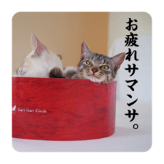 みやこねこスタンプ②