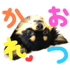 ポメチーの杏ちゃんです