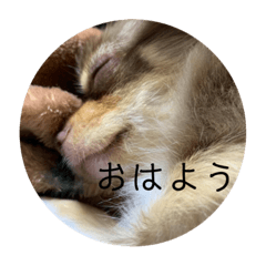 うちのチョコタンチワワ