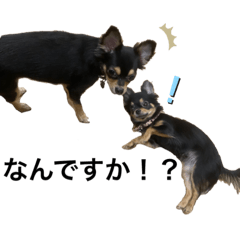 わんぱくツナちゃんとビビりウニちゃん