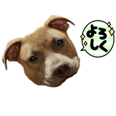 ピットブル小鉄1