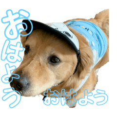 うちのこテミさん