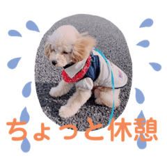 ぷりんちゃん♡トイプードル2