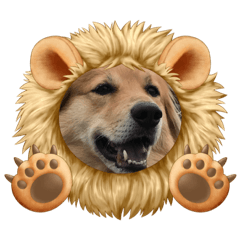 愛犬テツの日常　その1