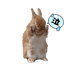 かわいいウサギのリアクション