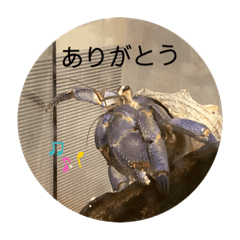 毎日ヤドカリ大好き☆スタンプ@ゆぴか