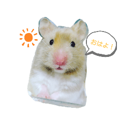 我が家のはむはむ♡