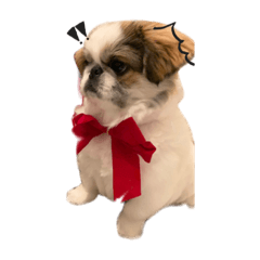 にゃにゃちゃんの毎日