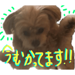 Tiffany Chihuahua and Toypoodle