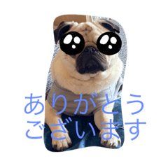 パグのぽんちゃんスタンプ