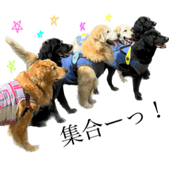 ワイルドわんこ