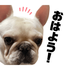 フレンチブルドッグのハク