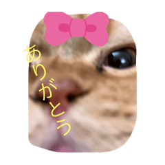 おこげとわさび、ペンねこが混ざってます。