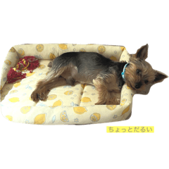 かわいいれおた