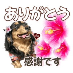 ダックスLoveちゃん40ハイビスカス夏編