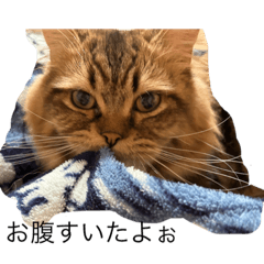 コーギー 月 太陽 ミヌエット 風