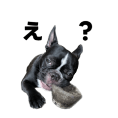 フレブル日常②