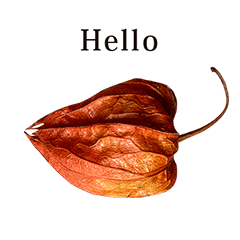 ほおずき　と　英語　English