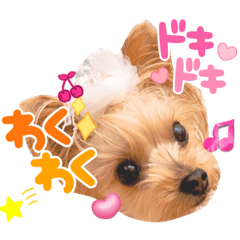 キュン！リリィ⭐︎