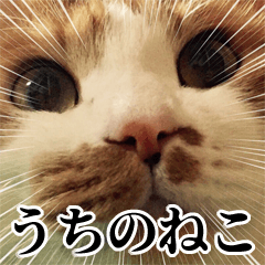 うちのねこども①