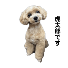 ぼくは虎太郎です。