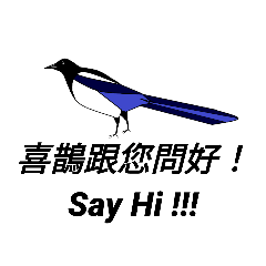 I am Magpie (Pica pica)