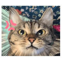 さくら(にゃんこ)スタンプ