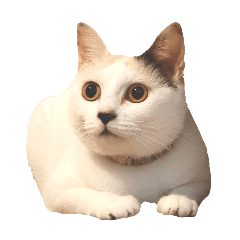 猫のゆきとちびとまめ2