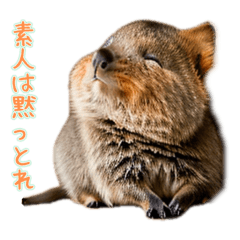 ハッピーアニマル_クアッカワラビー6