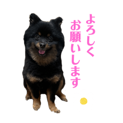 黒ポメのニコ①