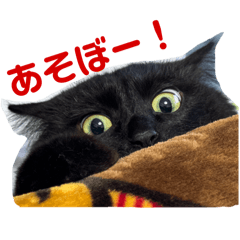黒ねこボサのもふ日和