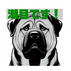 土佐犬代表