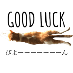 愛猫むぎちゃん