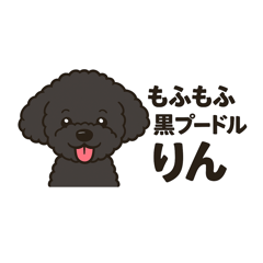 ふわふわの黒いトイプードルりん
