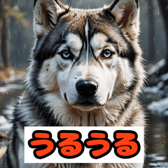 表情ゆたか犬の日常スタンプ