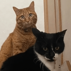 はなほくろさんとねぎぼーくん