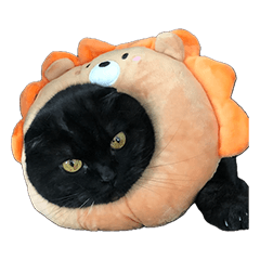 スコティッシュのアランちゃん