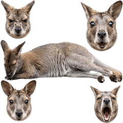 ワラビー　実写