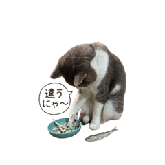 Hana家の猫の日常