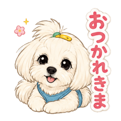 マルチーズのレオナ1